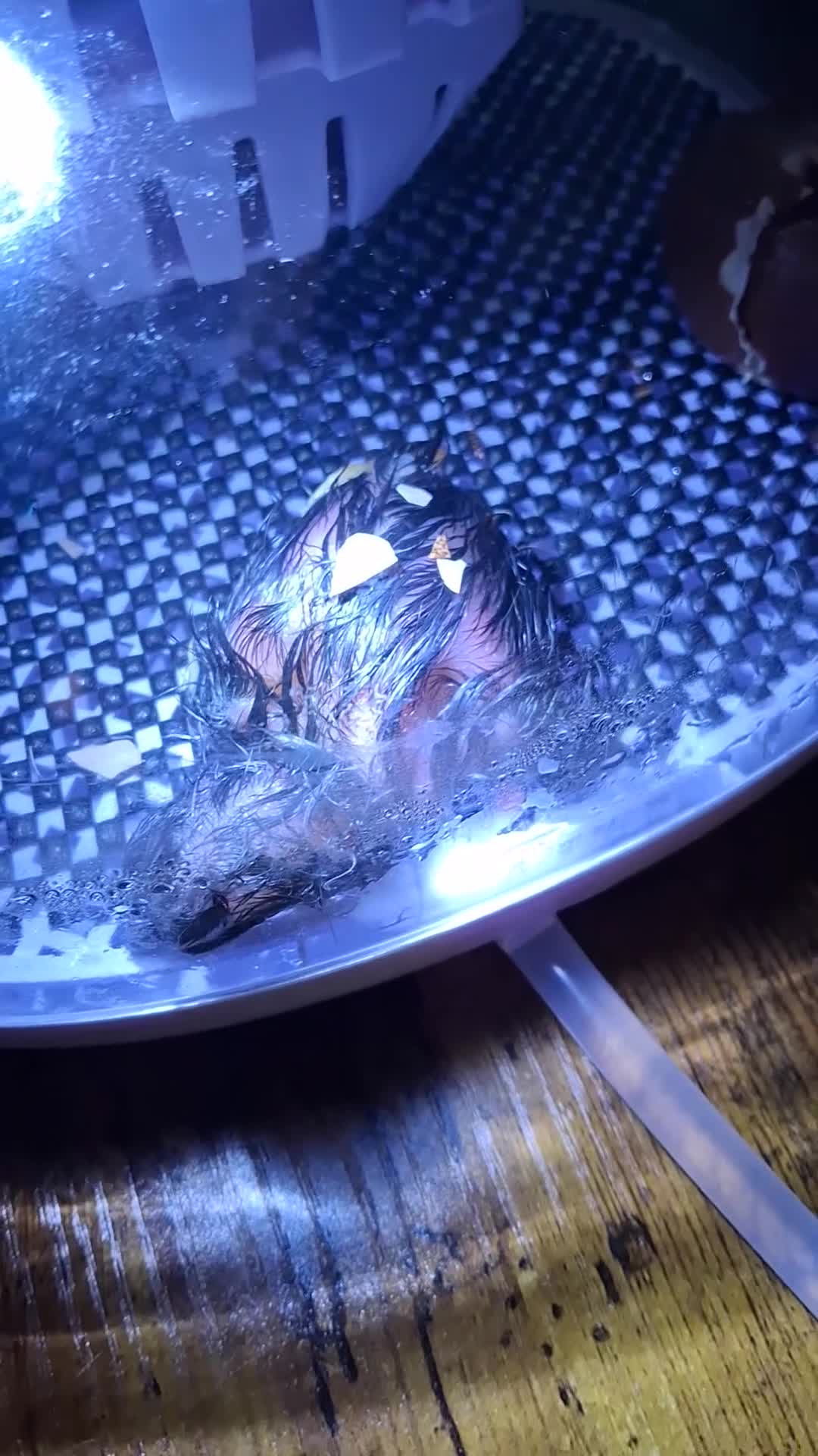 Chickens poultry for sale: Day old chick - Video 1