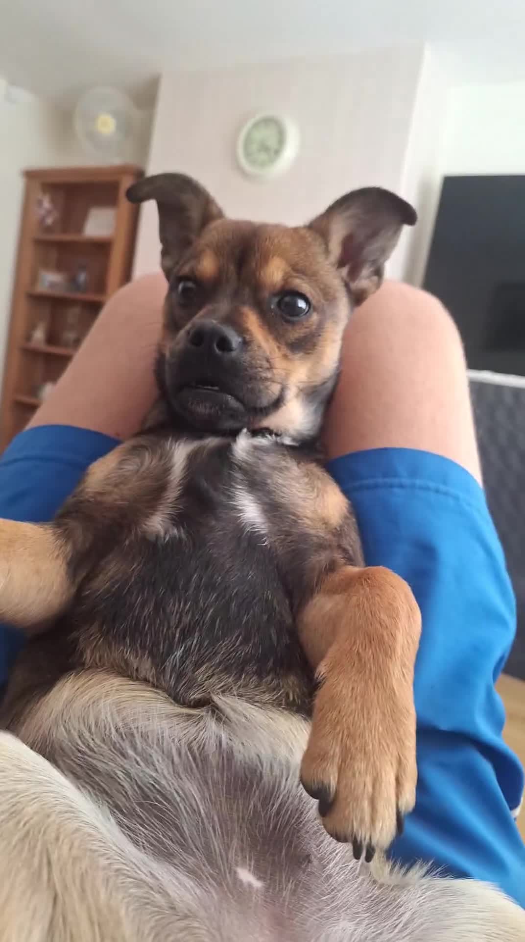 Mixed Breed dogs for sale: jack chi for sale - Video 1
