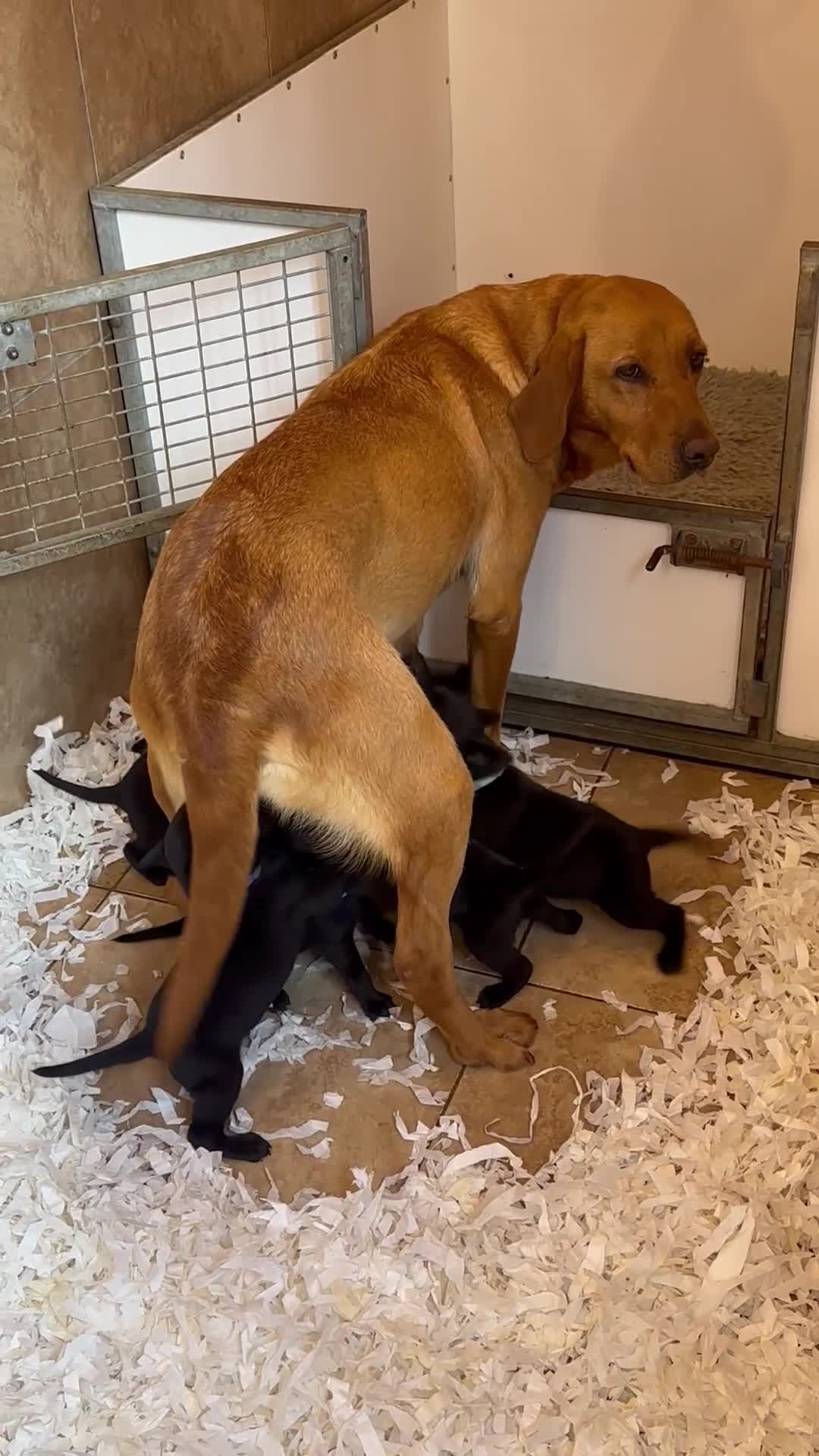 Labrador Retriever dogs for sale: TOP QUALITY PUPS FROM FULLY HEALTH TESTED PARENTS - Video 1