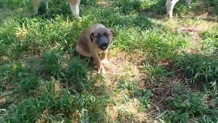 Mixed Breed dogs for adoption: BLUE, a Lovely Puppy Boy - for a Loving Home in Nottingham - Video 1