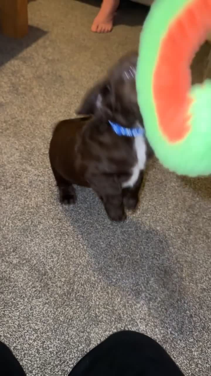 Sprocker dogs for sale: 3 gorgeous sprocker male puppies for sale  - Video 1