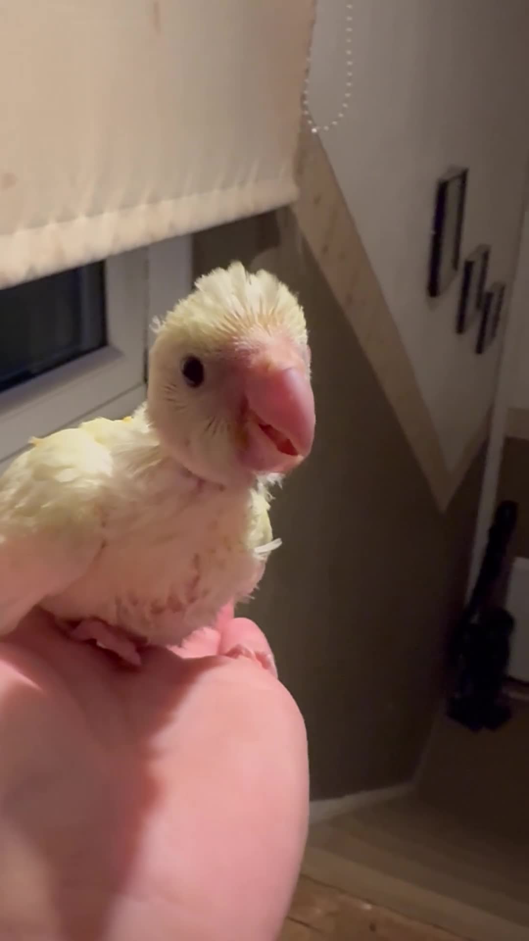 Parakeets birds for sale: Hand reared hand tame kakariki - Video 1