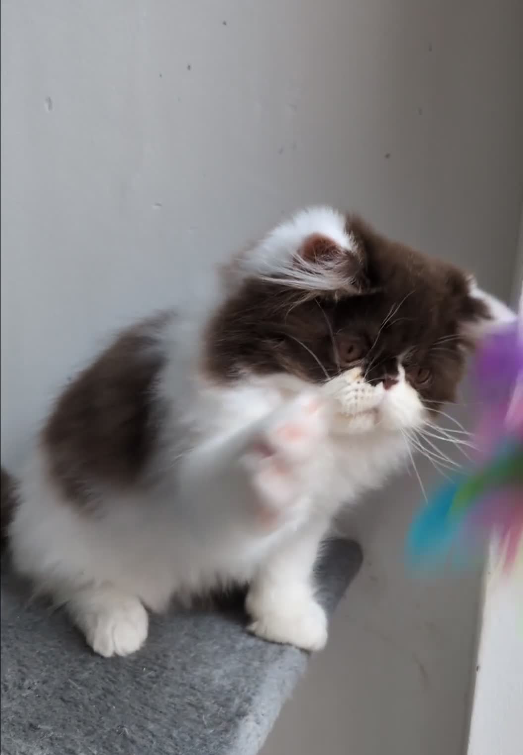 Persian cats for sale: Last Two Stunning Persian Babies  - Video 1