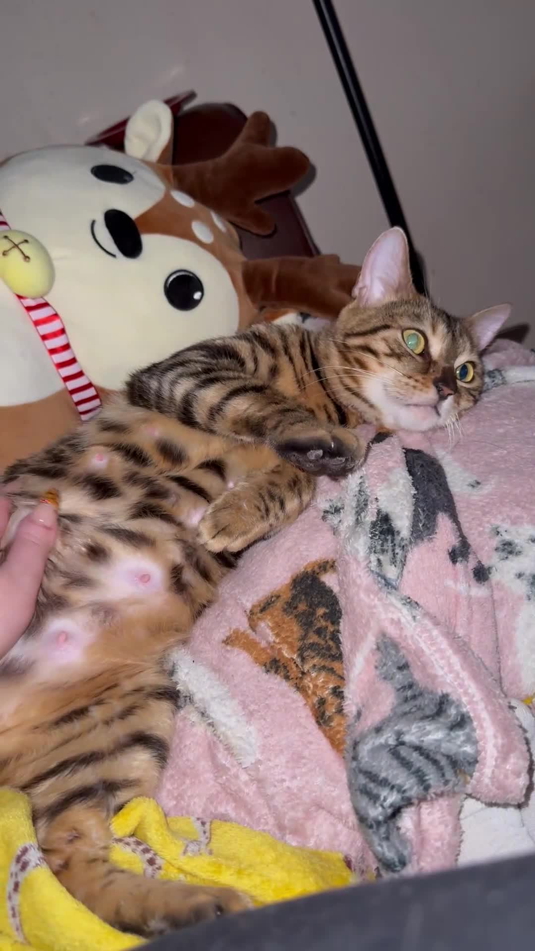 Bengal cats for sale: Beautiful Melanistic bengal boy   - Video 1