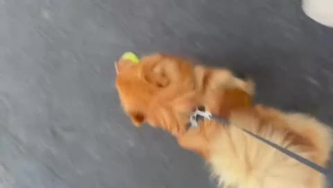 Mixed Breed dogs for adoption: 💙 DEXTER💙: active, playful Pomeranian Cross - Video 1