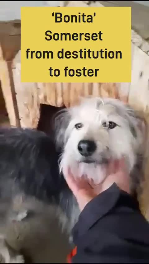 Mixed Breed dogs for adoption: Bonita, aprox 3 yrs. is Adopted . - Video 1