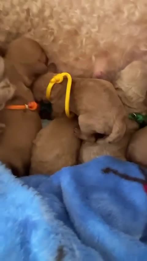 Cavapoo dogs for sale: F1B Cavapoo Puppies for Sale - Video 3