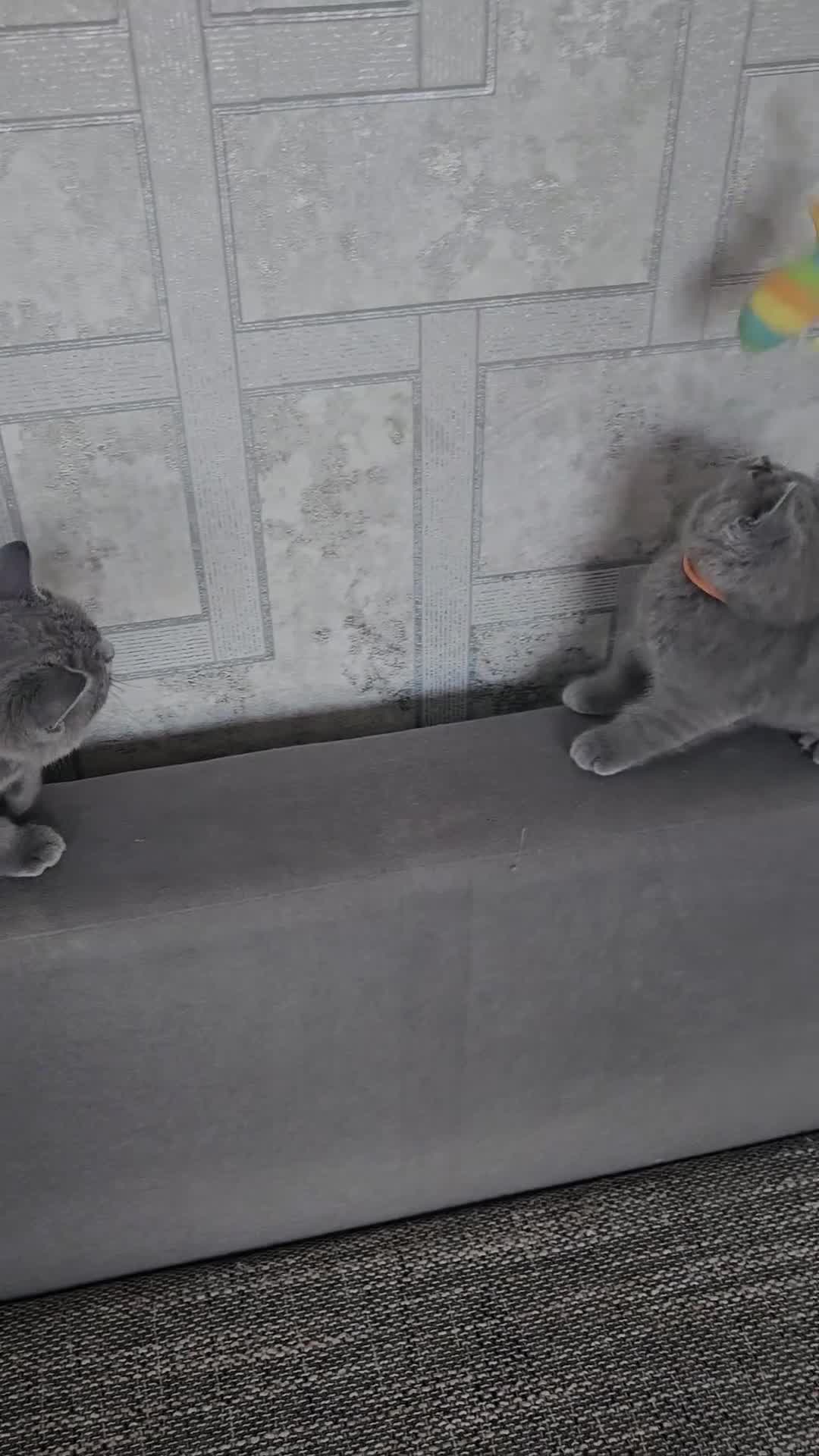 British Shorthair cats for sale: British Shorthair kitten - Video 2