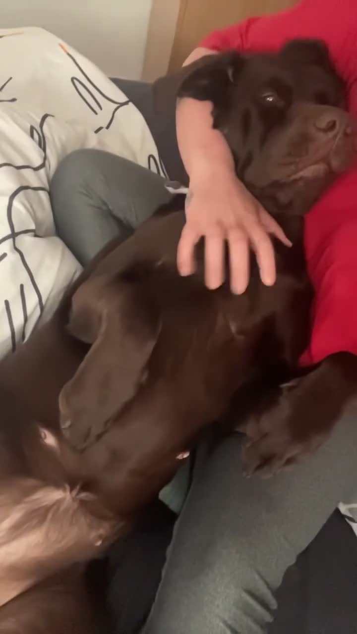 Mixed Breed dogs for sale: Meet belle.. - Video 3
