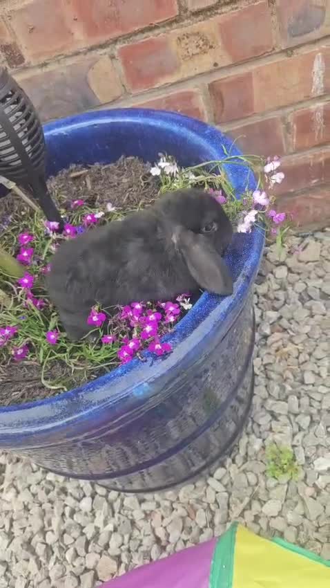 Mini Lop rabbits for sale: Mini lop eared baby rabbits for sale  in Blackpool - Video 1