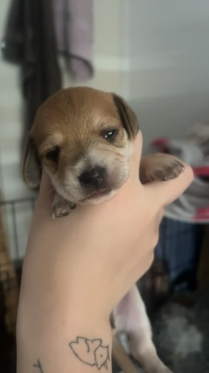 Mixed Breed dogs for sale: Mini dachshund cross  - Video 1
