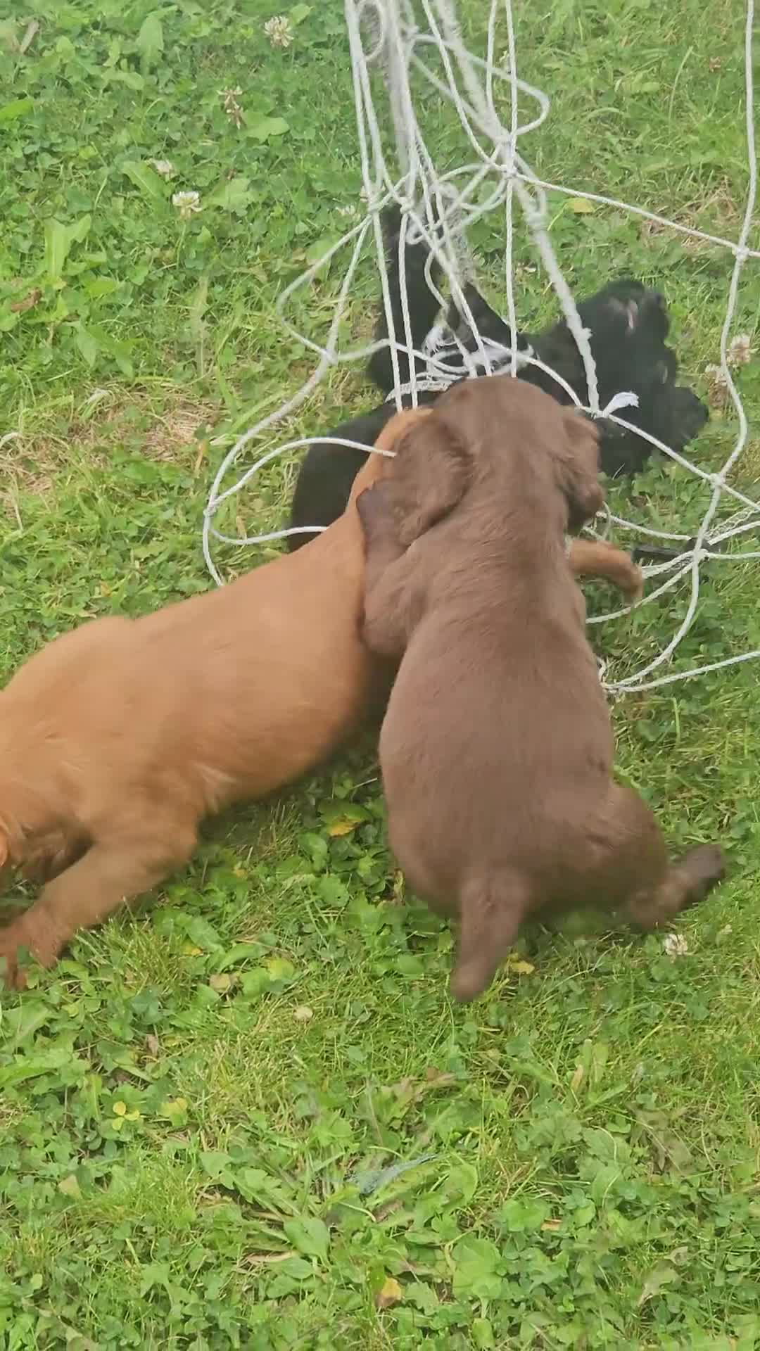 Cocker Spaniel dogs for sale: Working cocker spaniel  - Video 1