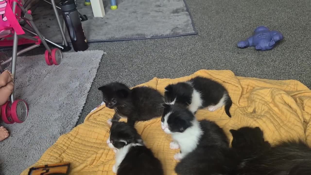 Mixed Breed cats for sale: 4 black and white kittens - Video 2