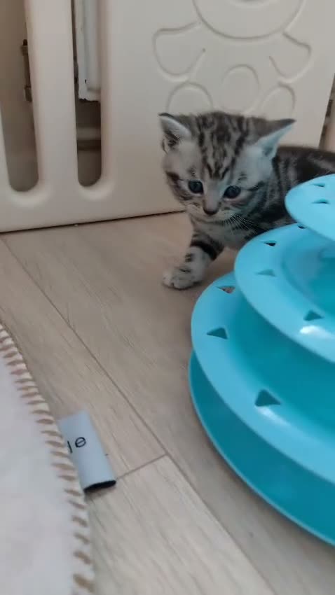 British Shorthair cats for sale: Original BSH Silver Tabby kittens  - Video 3