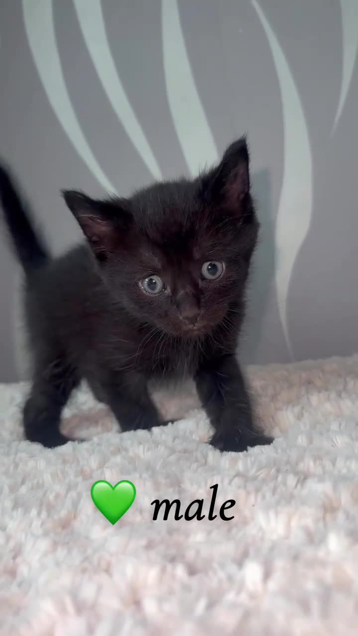 Mixed Breed cats for sale: 4 kittens for sale - Video 3