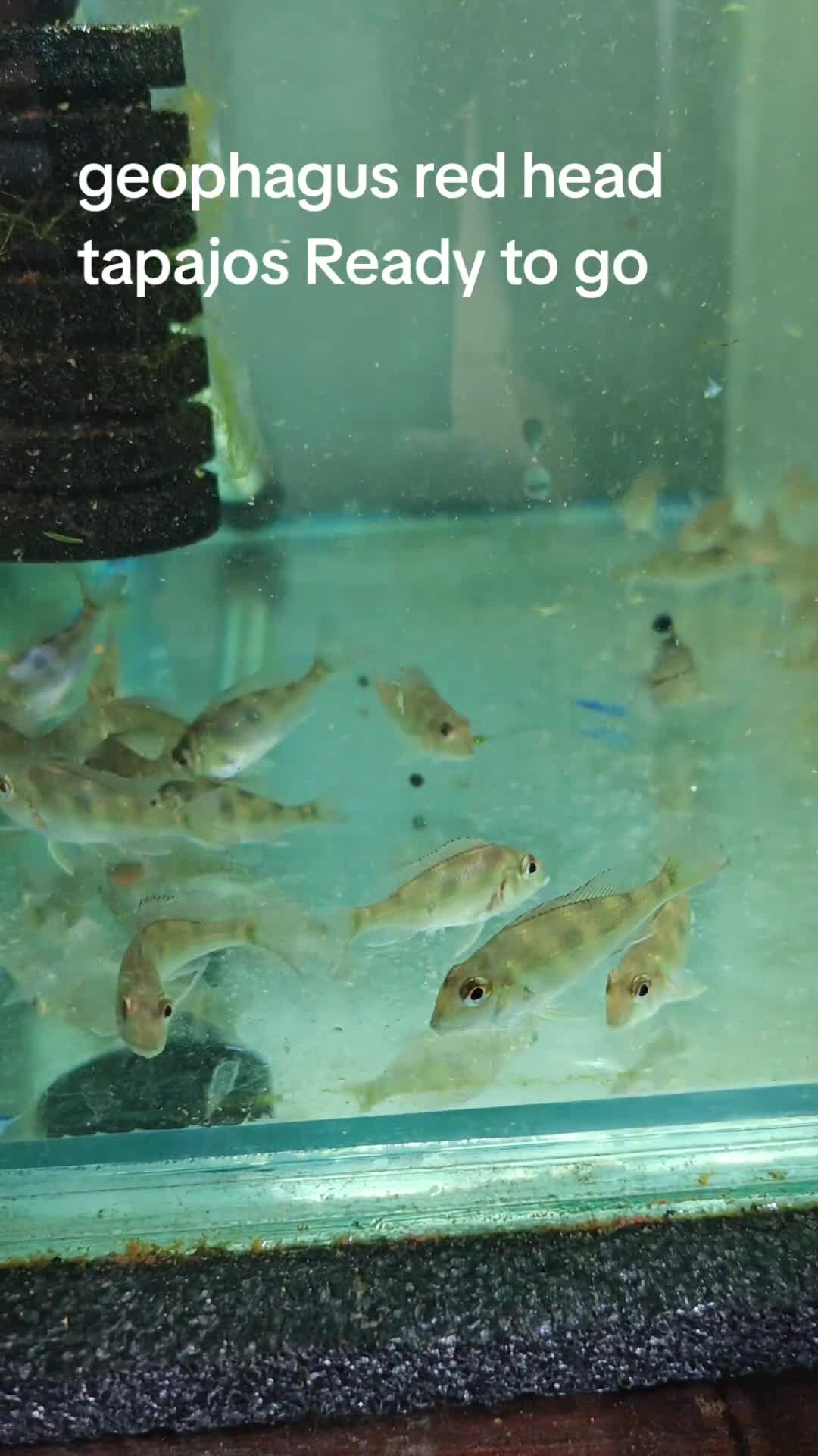 Cichlids fish for sale: Geophagus red head tapajos - Video 1