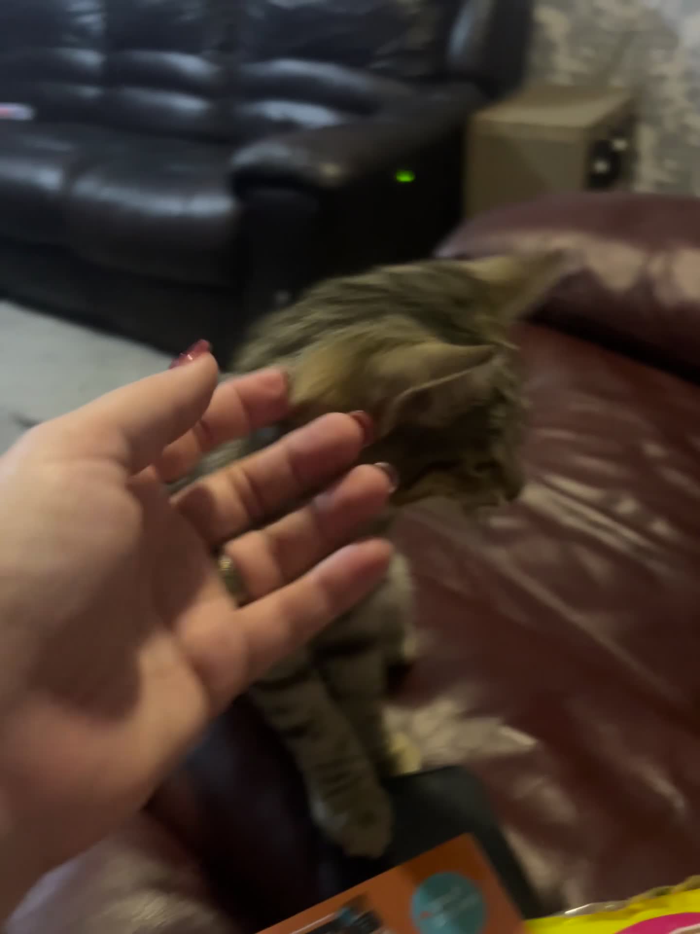 Domestic Shorthair cats for sale: Girl and a boy  - Video 2