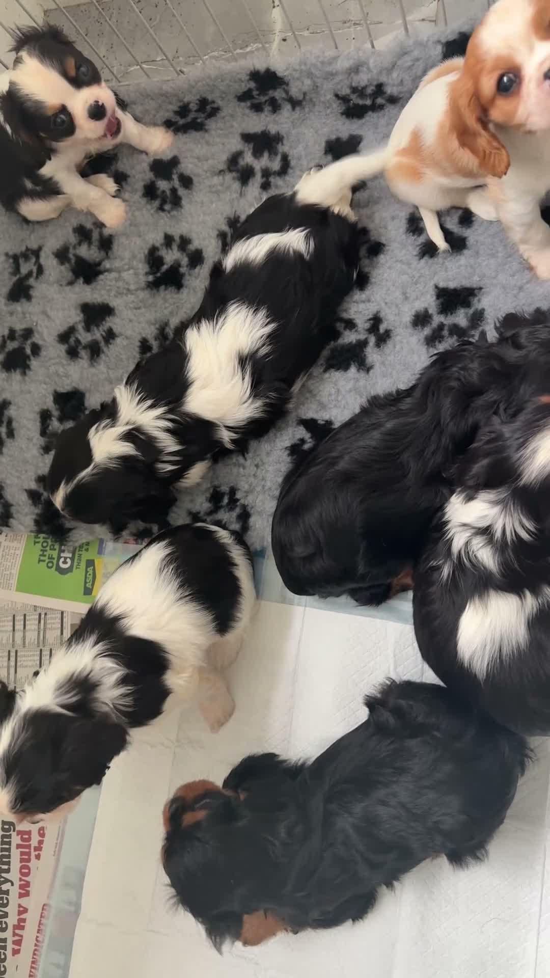 Cavalier King Charles Spaniel dogs for sale: 💙💙LAST BOY PUP💙💙 – Beautiful Cavalier 🐶 ❤️ - Video 1