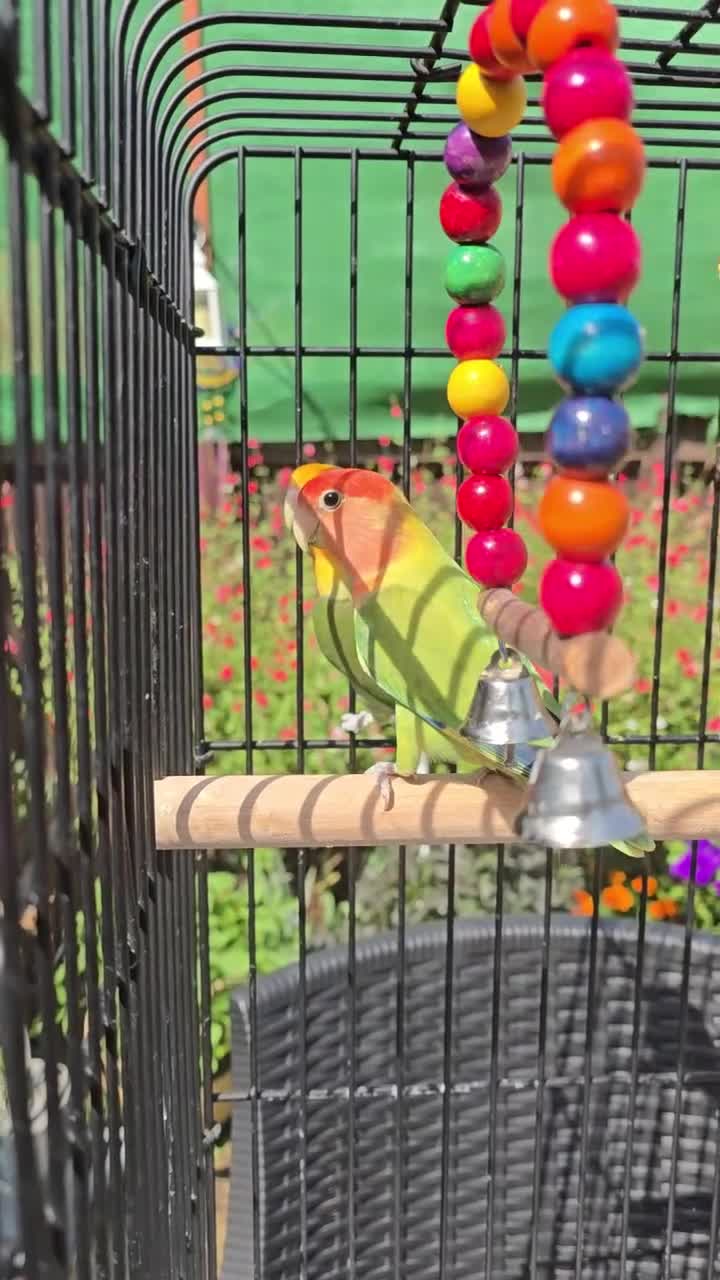 Lovebirds birds for sale: 2 Lovebirds with Large Cage Food Accessories - Video 1