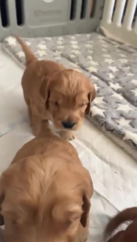 Cockapoo dogs for sale: Adorable Cockapoo Puppies  - Video 4