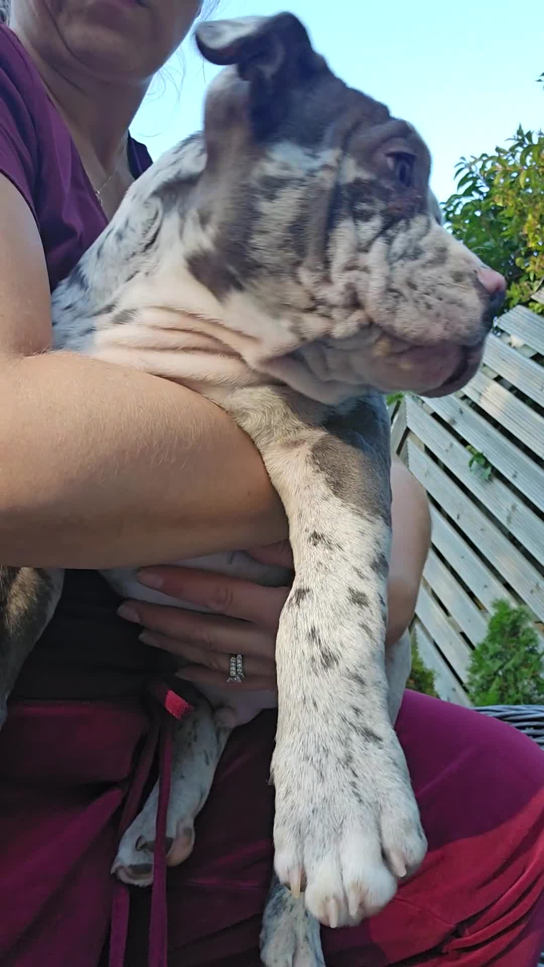 American Bully dogs for sale: pocket bully pups, ABKC registered, 14wks old. - Video 1