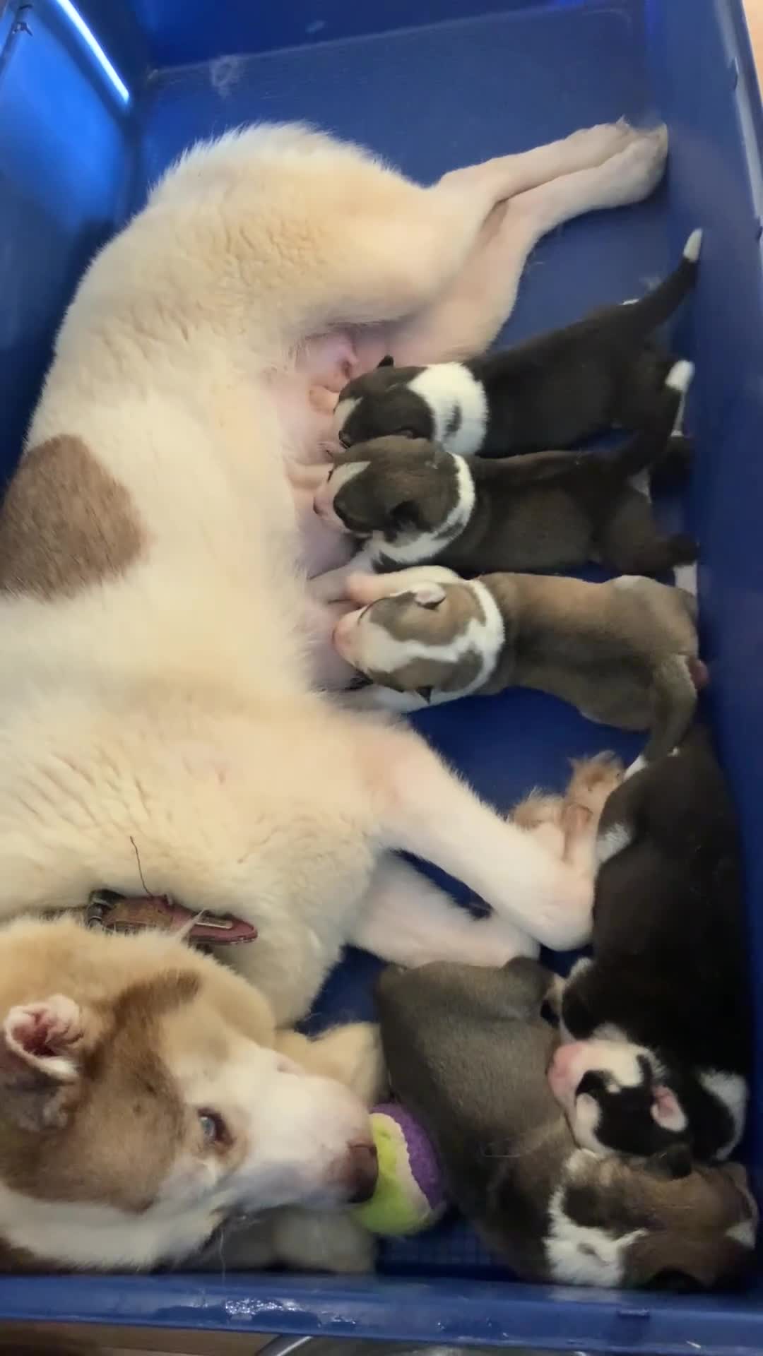 Siberian Husky dogs for sale: Amazing Siberian Husky - Video 1