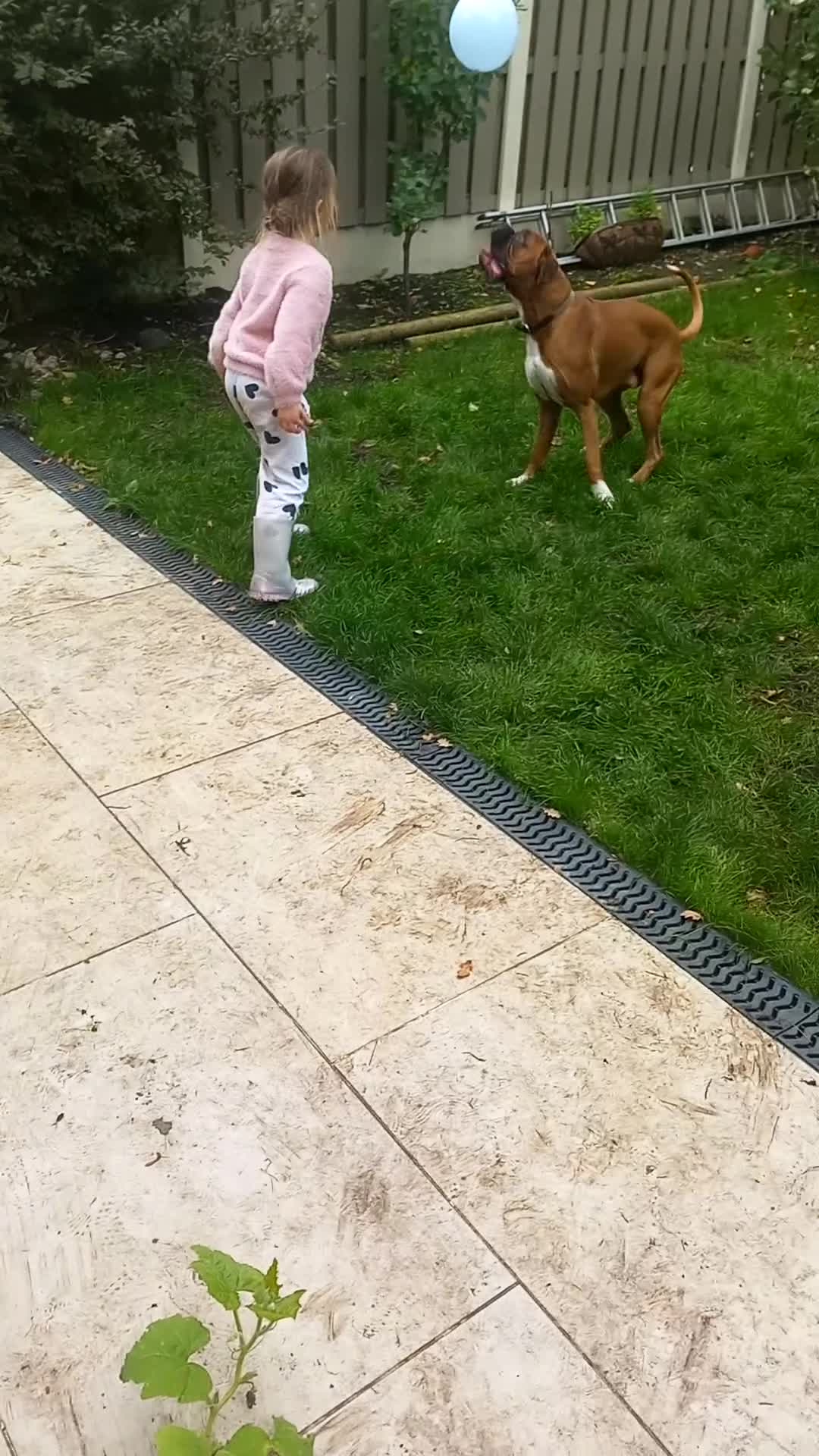 Boxer dogs for stud: Proven KC Red with Black Mask Boxer Hrt Sc 0 in Preston - Video 1