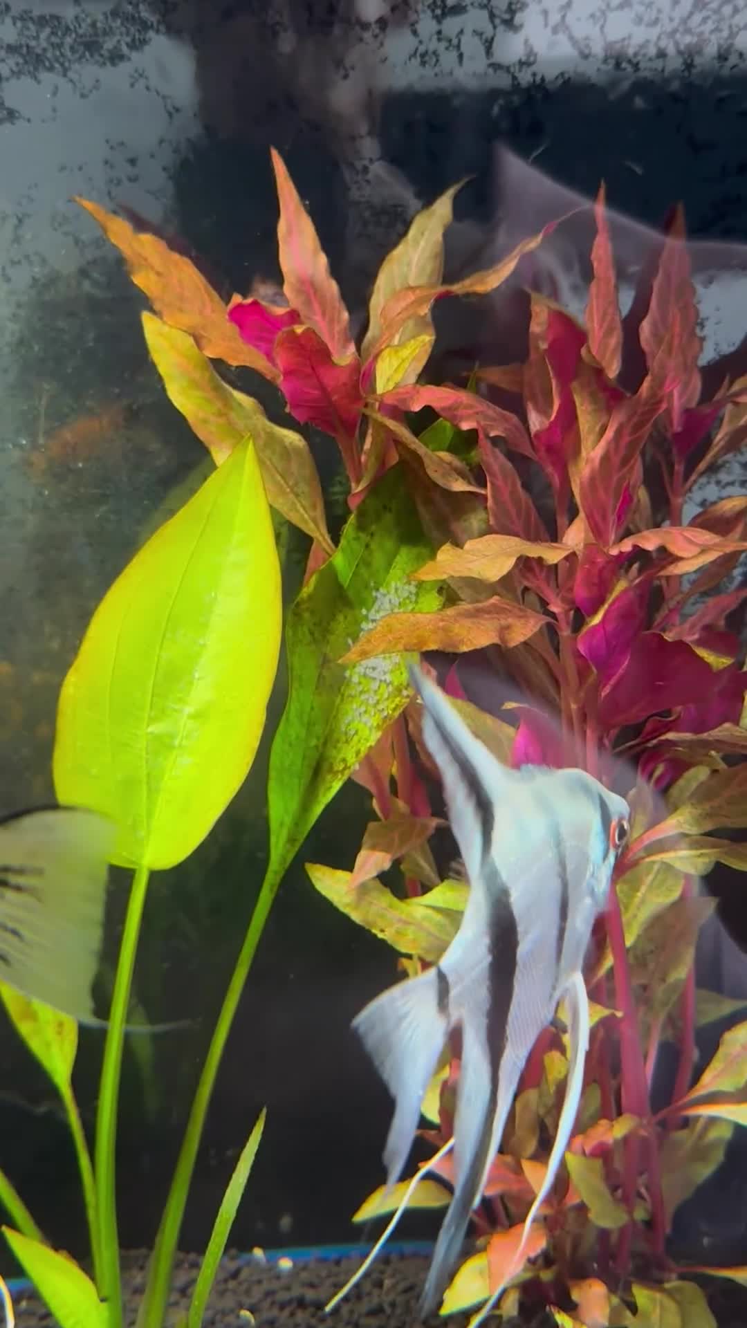Angelfish fish for sale: Breeding Group Angelfish  - Video 1