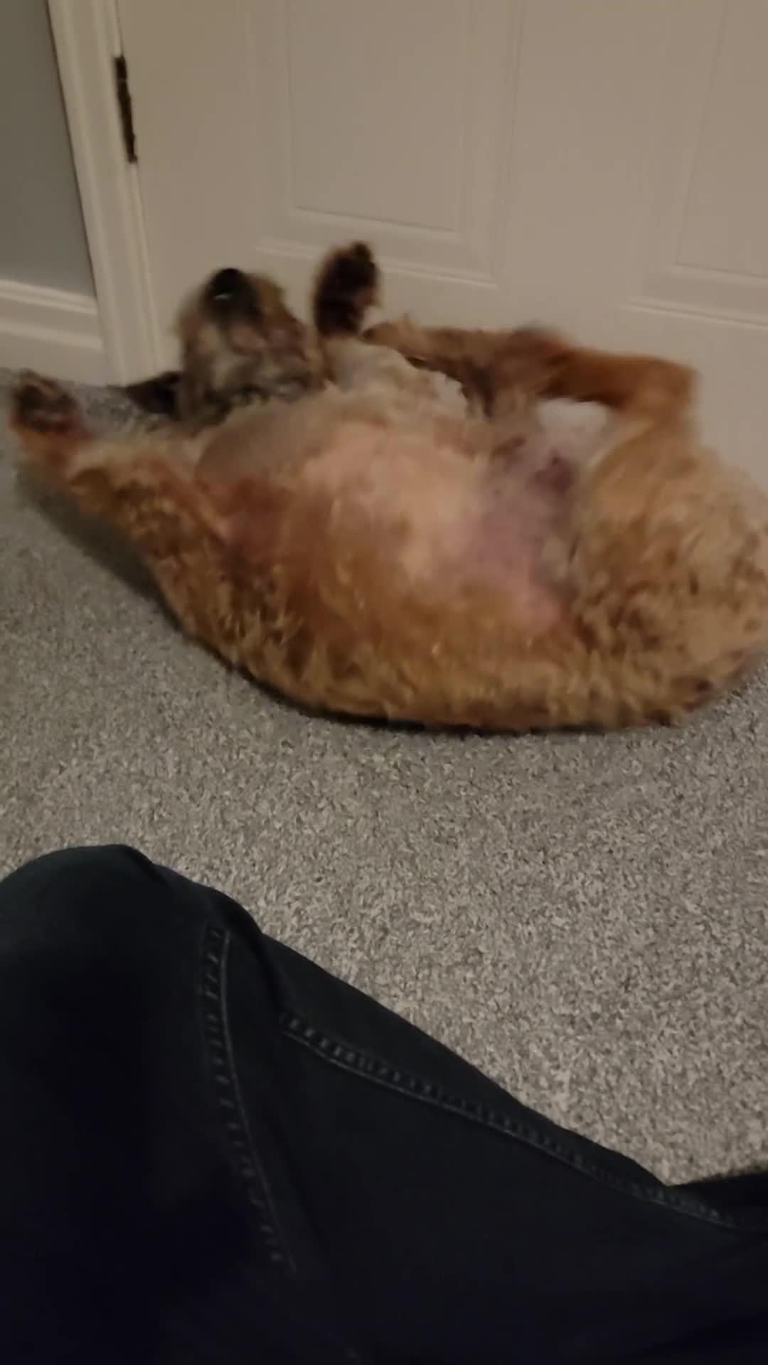 Border Terrier dogs for sale: Border Terrier - Video 1