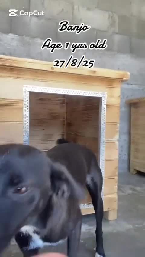 Mixed Breed dogs for adoption: Banjo, 1 yr approx. Available for adoption. - Video 3