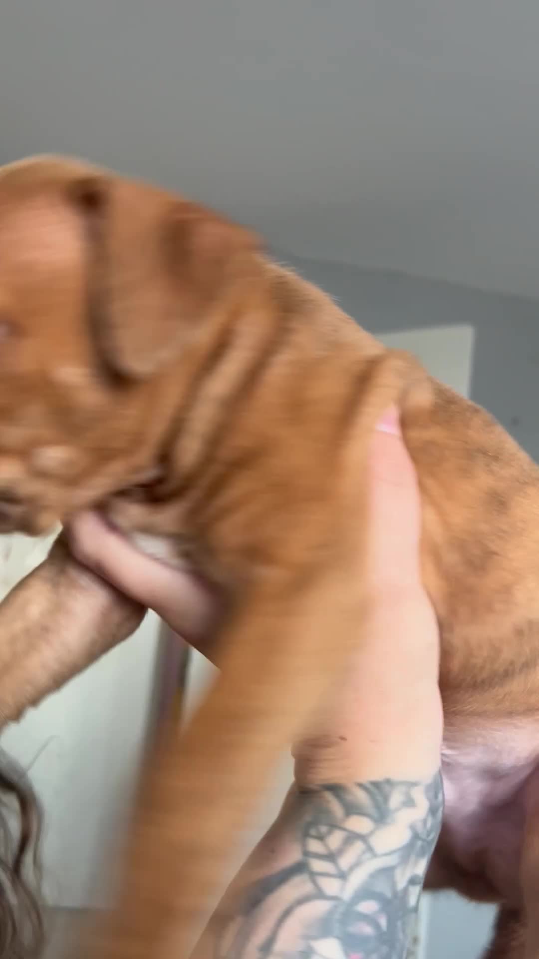 Mixed Breed dogs for sale: Beautiful pups looking for homes - Video 3