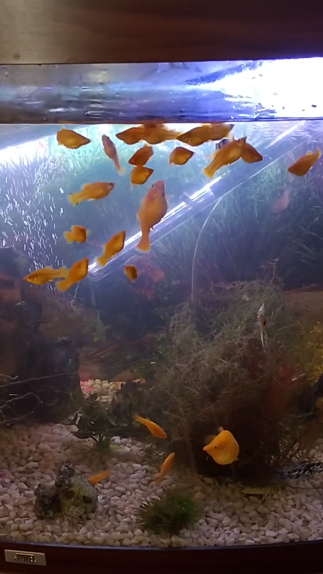 Mollies fish for sale: Young Mollies, endlers and cherry shrimp.  - Video 1