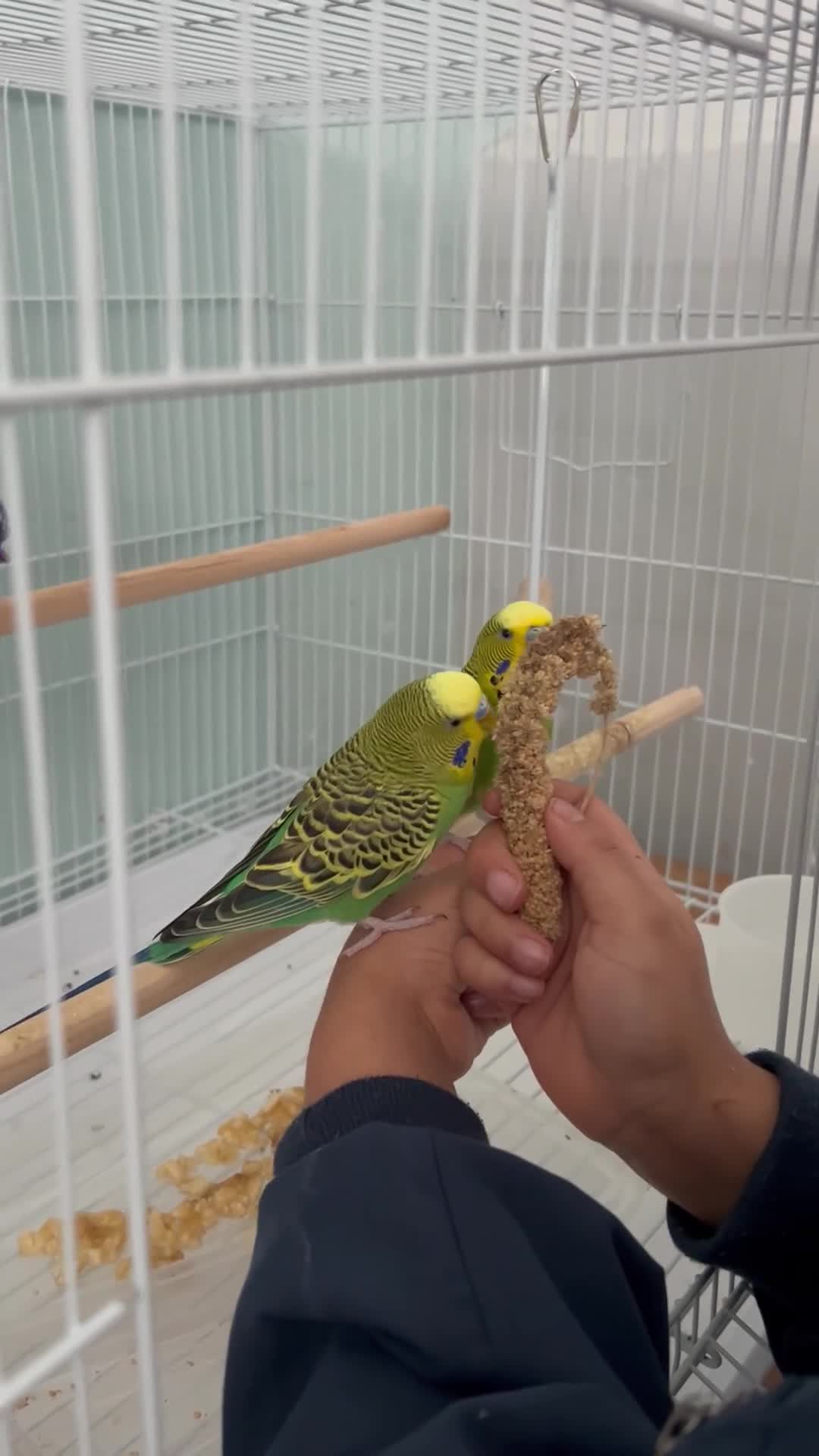 Budgerigars birds for sale: Lovely pair of budgies! in Cardiff - Video 1