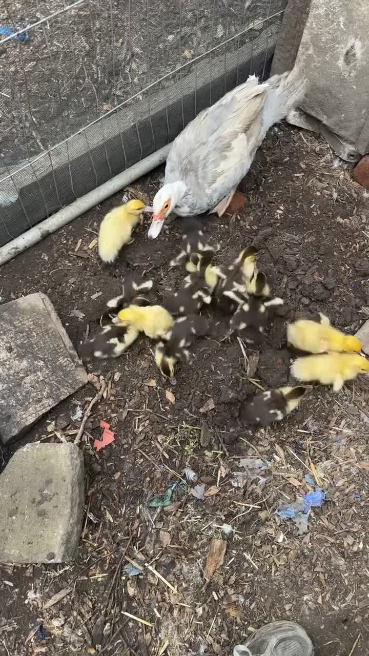 Mixed Breed poultry for sale:  Ducklings  - Video 2