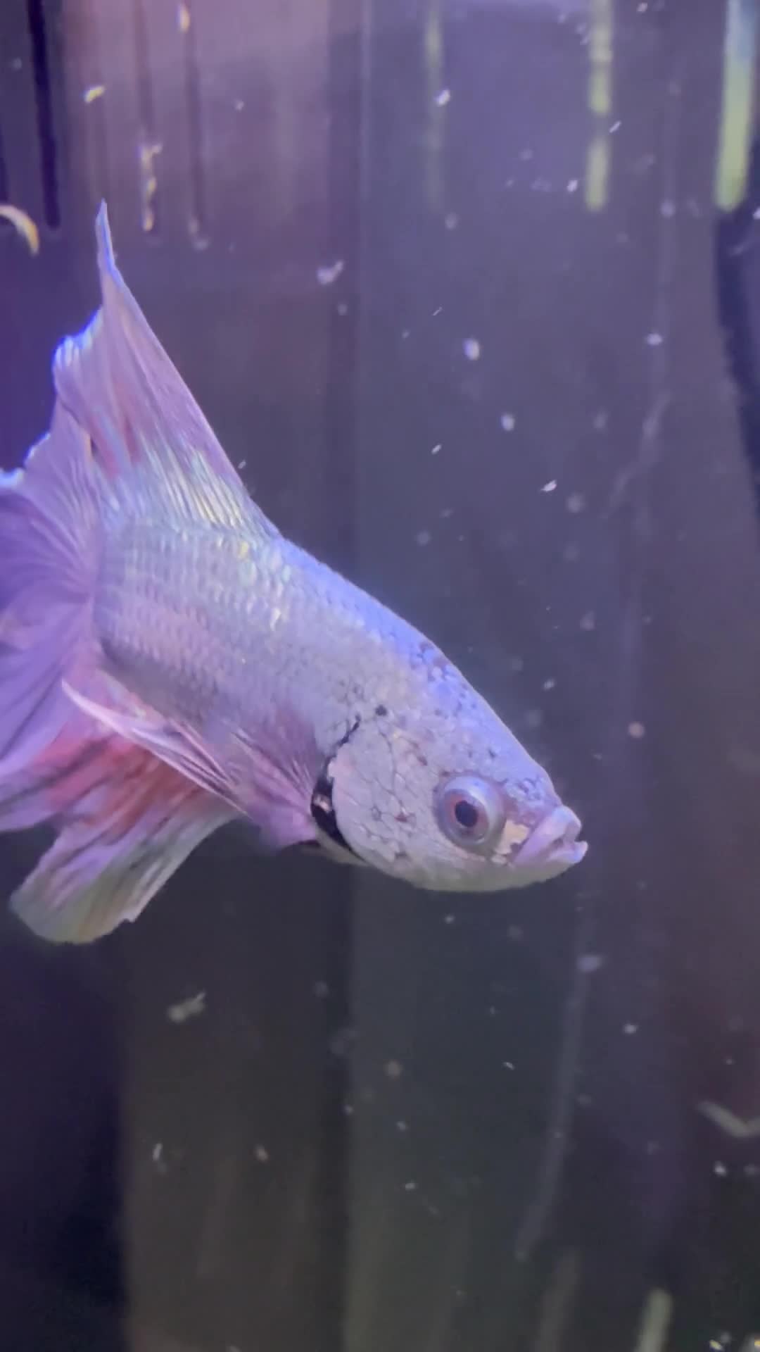 Bettas fish for sale: Various betta fish available  - Video 1