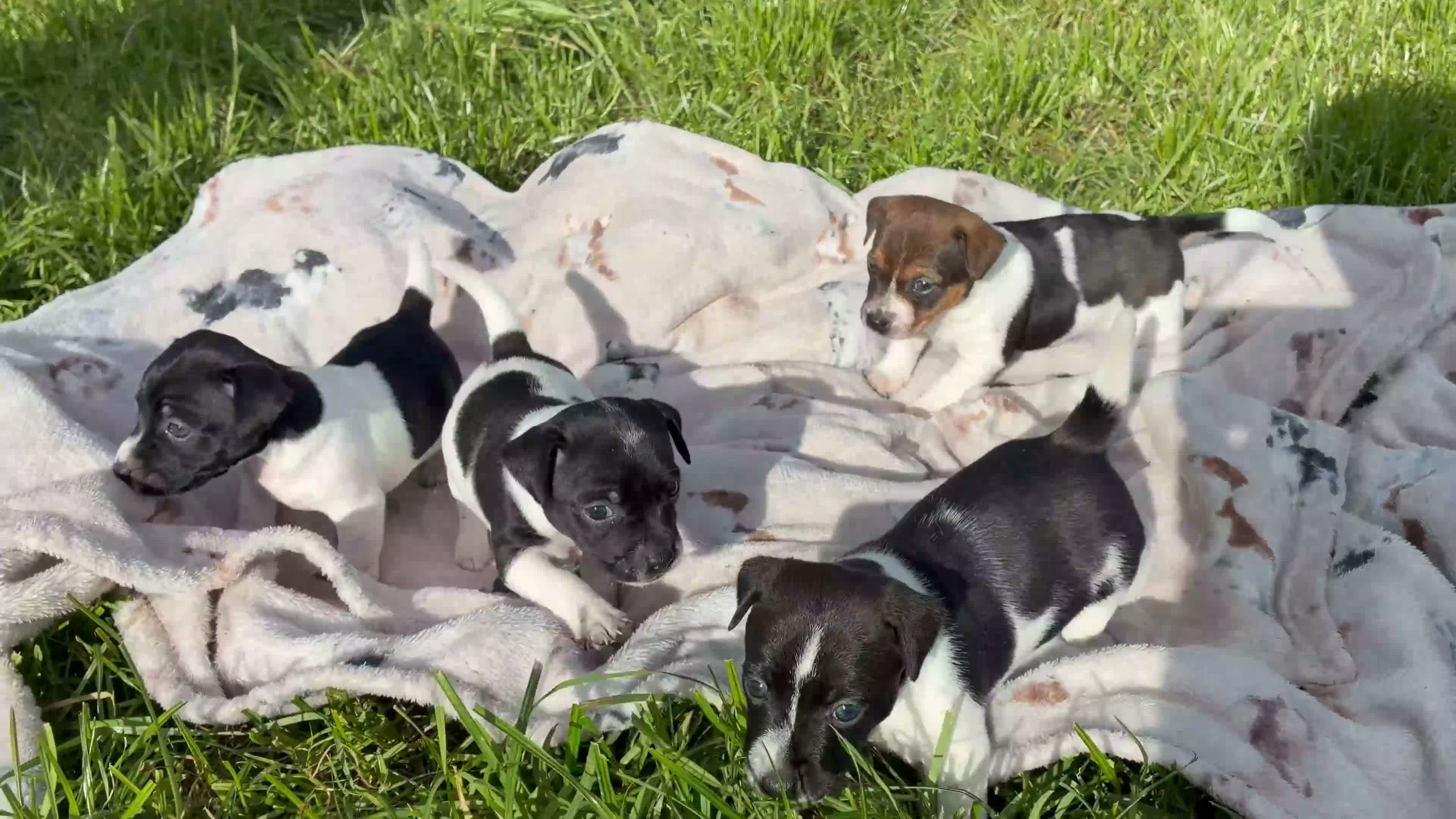 Jack Russell dogs for sale: MINI JACK RUSSELS GENUINE PURE LINE BRED - Video 1