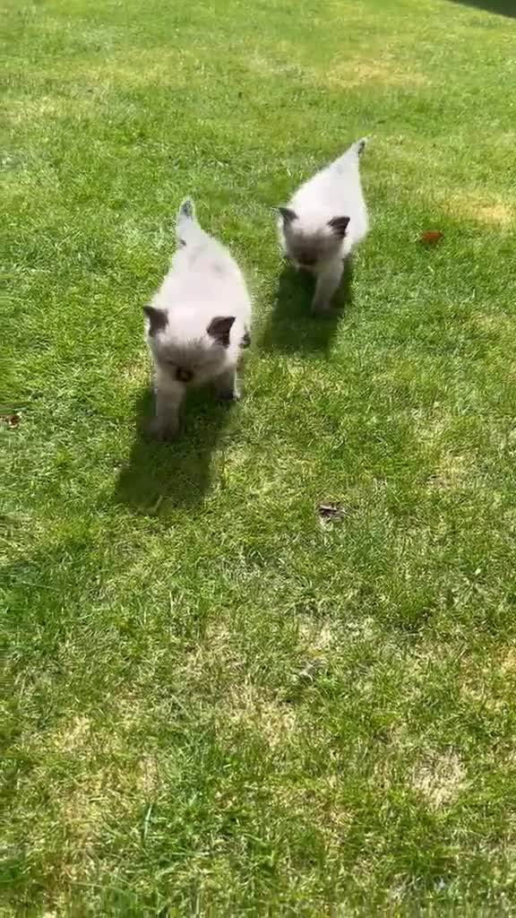 Ragdoll cats for sale: Ragdoll kitchens  in Doncaster - Video 1