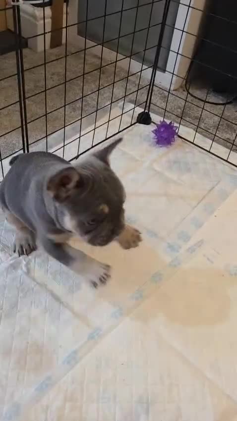 French Bulldog dogs for sale: 3x beautiful girl french bulldog puppies  - Video 1