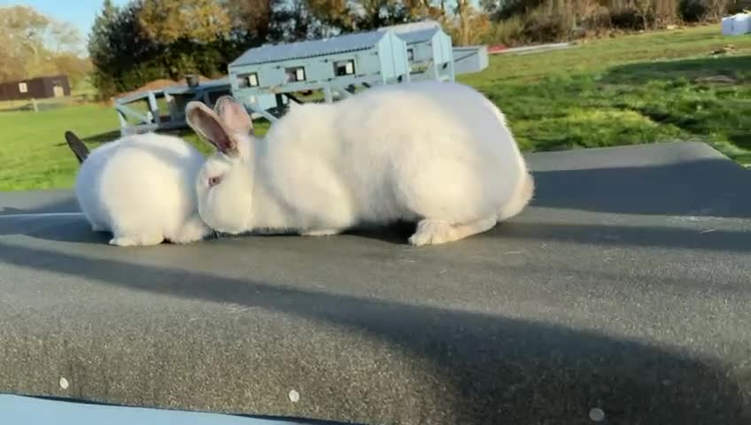 Californian rabbits for sale: White California Rabbits - Video 1