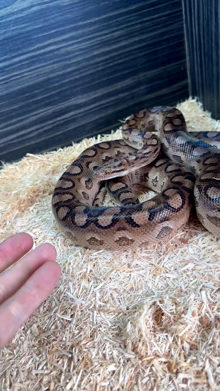 Boa Snake reptiles for sale: Paraguayan Rainbow Boa - Video 1