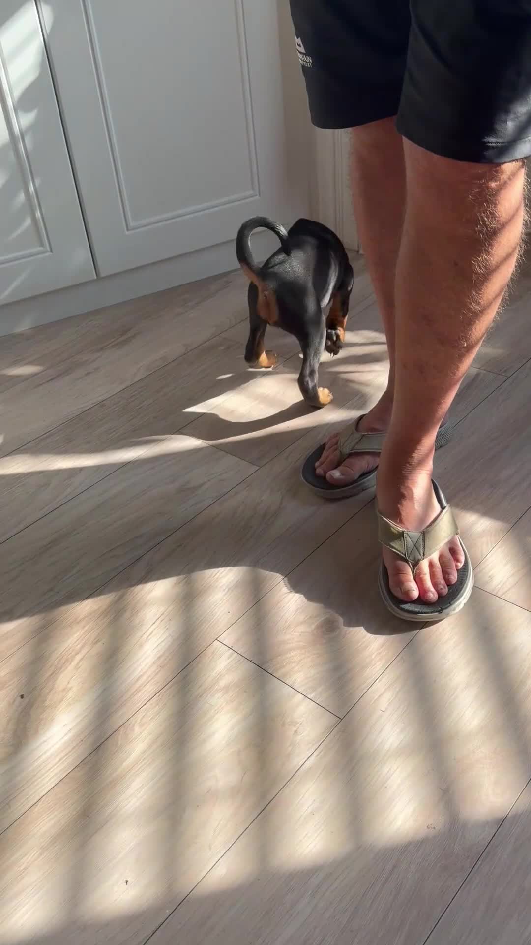 Dobermann dogs for sale: Ready now 1 girl Doberman puppy - Video 1