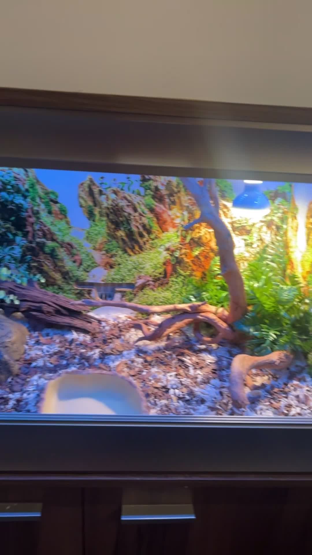 Snake reptiles for sale: slightly pied ball python  in Torquay - Video 1