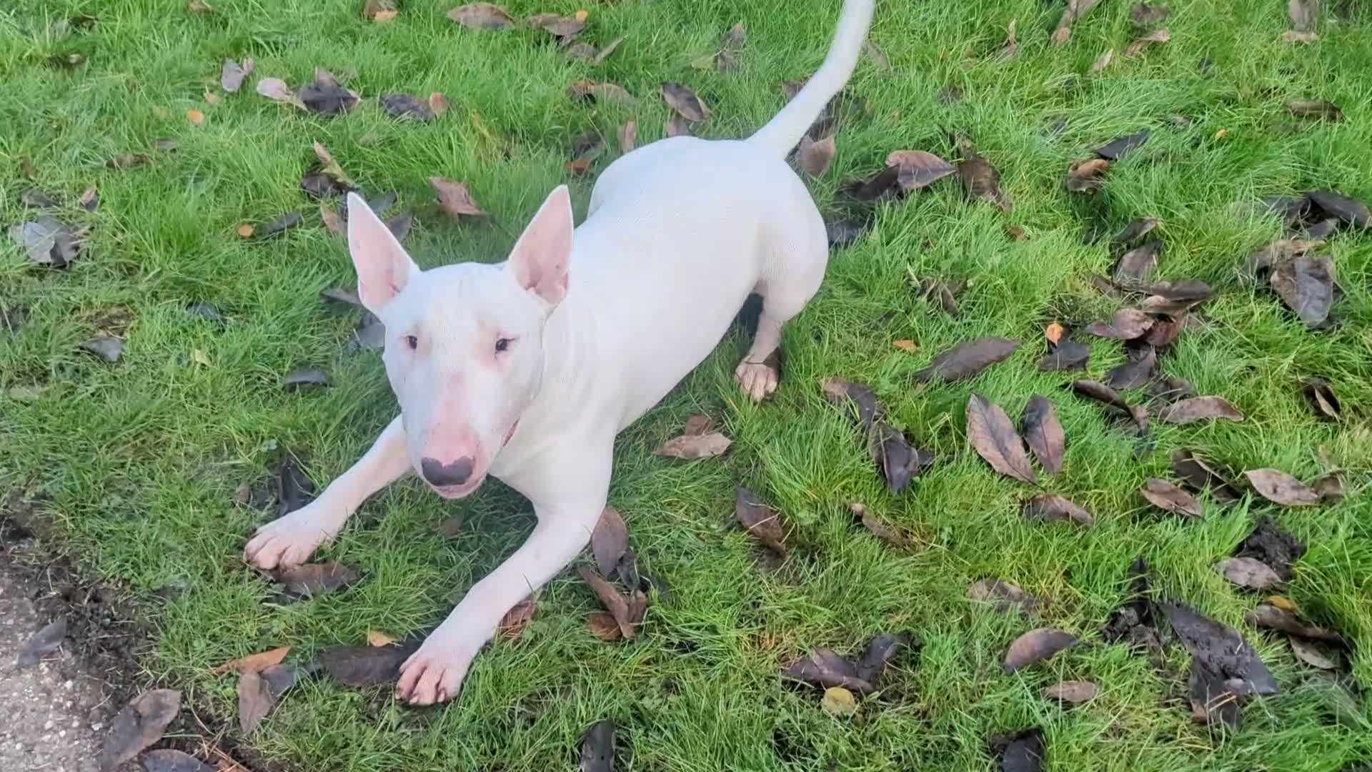 English Bull Terrier dogs for stud: English Bull terrier All white  - Video 1