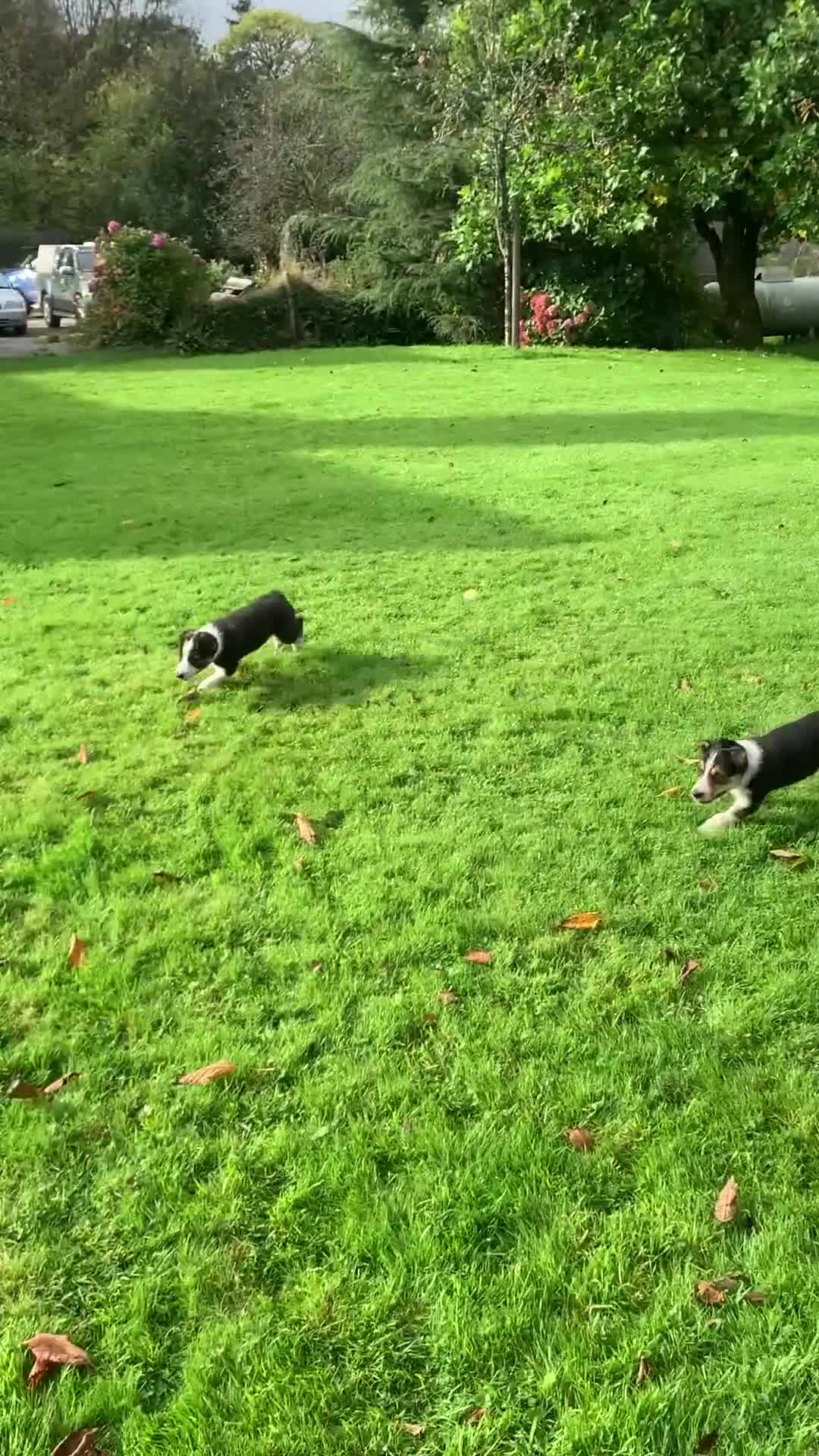 Border Collie dogs for sale: Border Collie Pups  - Video 1