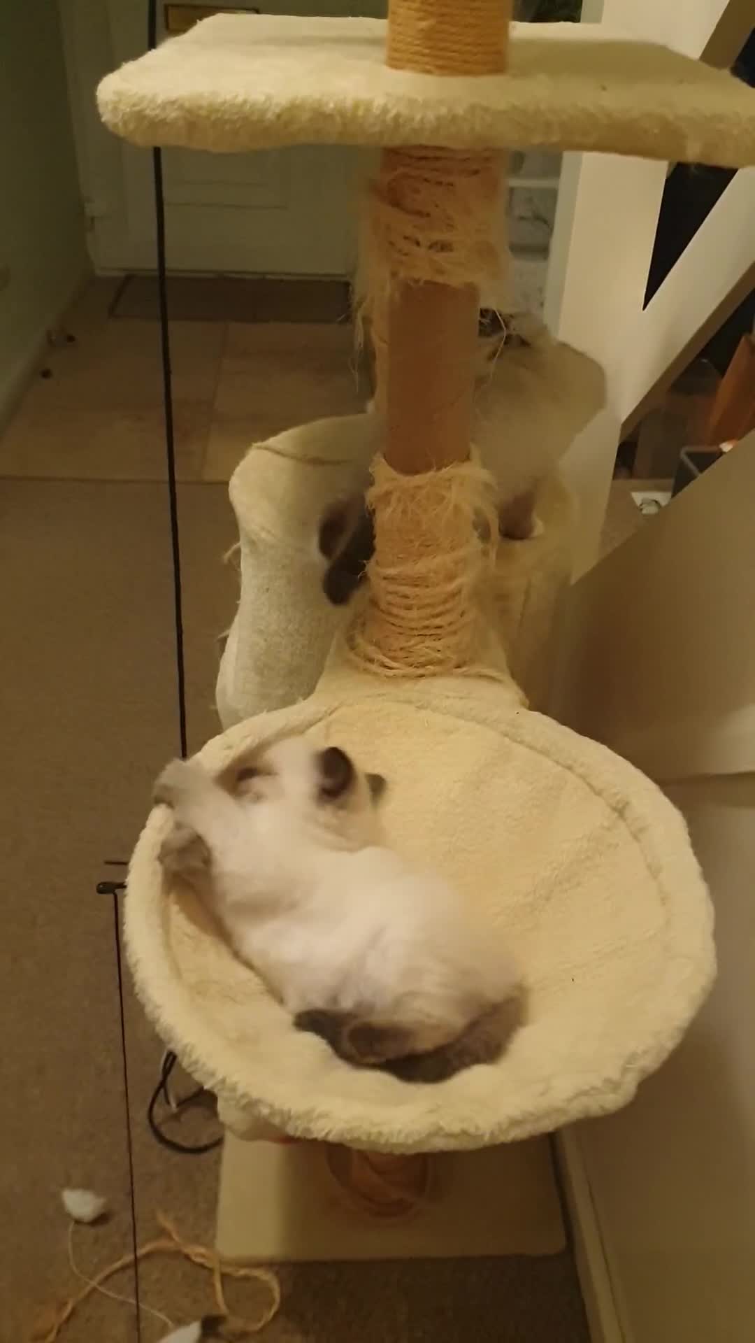 Ragdoll cats for sale: 4 beautiful ragdoll kittens for sale - Oxford - Video 3