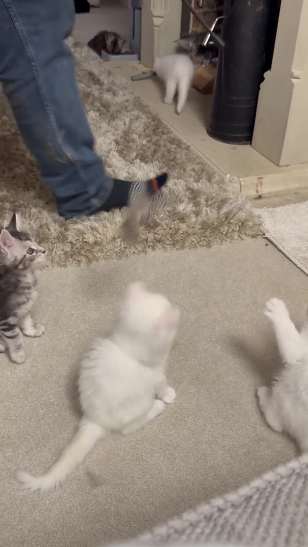 Maine Coon cats for sale: READY TO LEAVE Registered Maine coon kittens  - Video 3