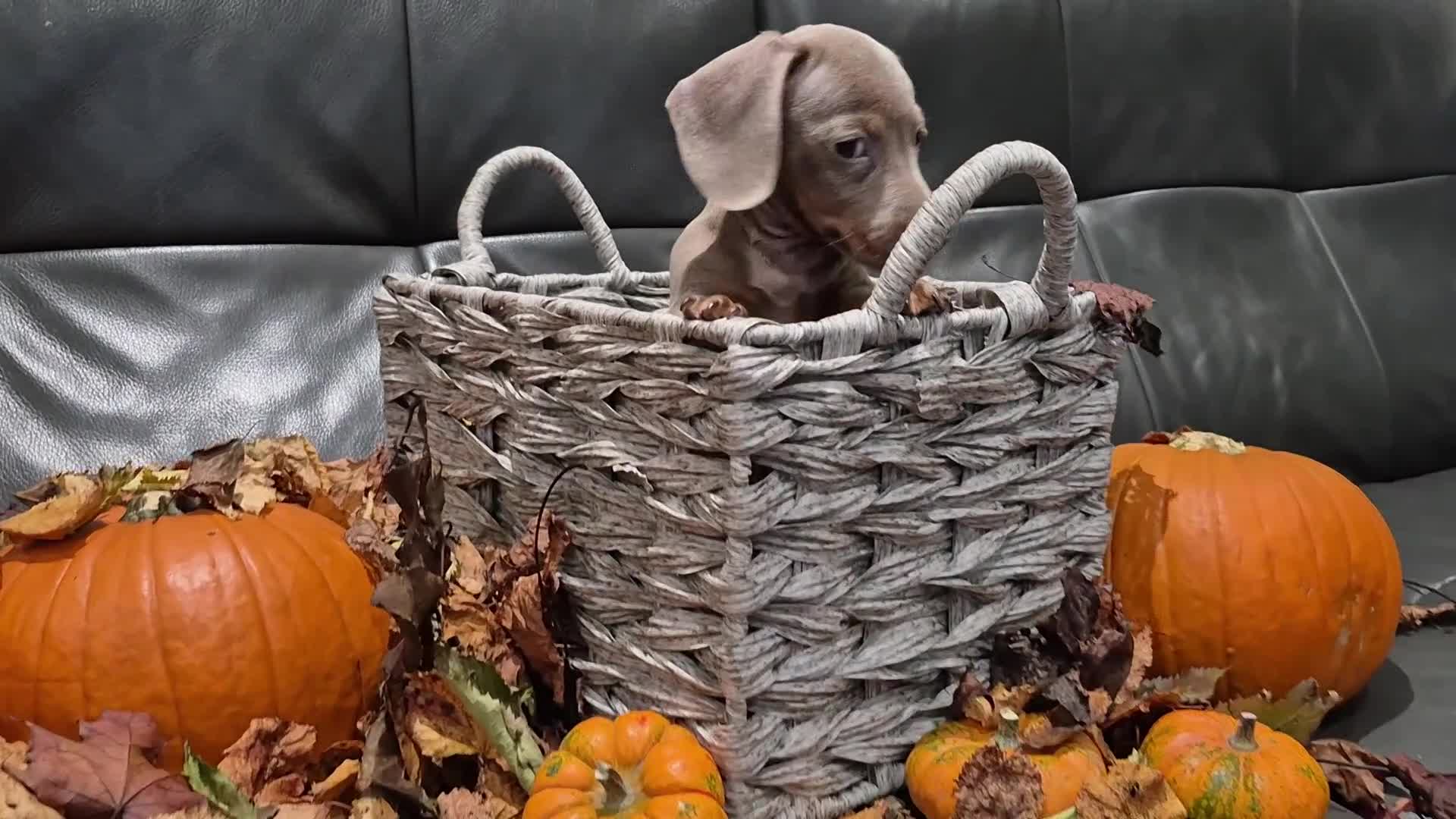 Miniature Dachshund dogs for sale: TRUE MINIATURE DASCHUND BABIES only 5 - Video 3
