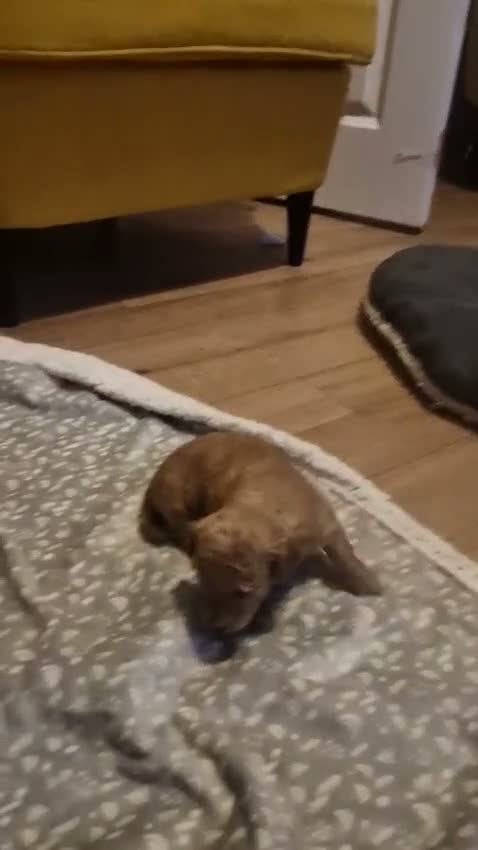 Maltipoo dogs for sale: lola mum - Video 2