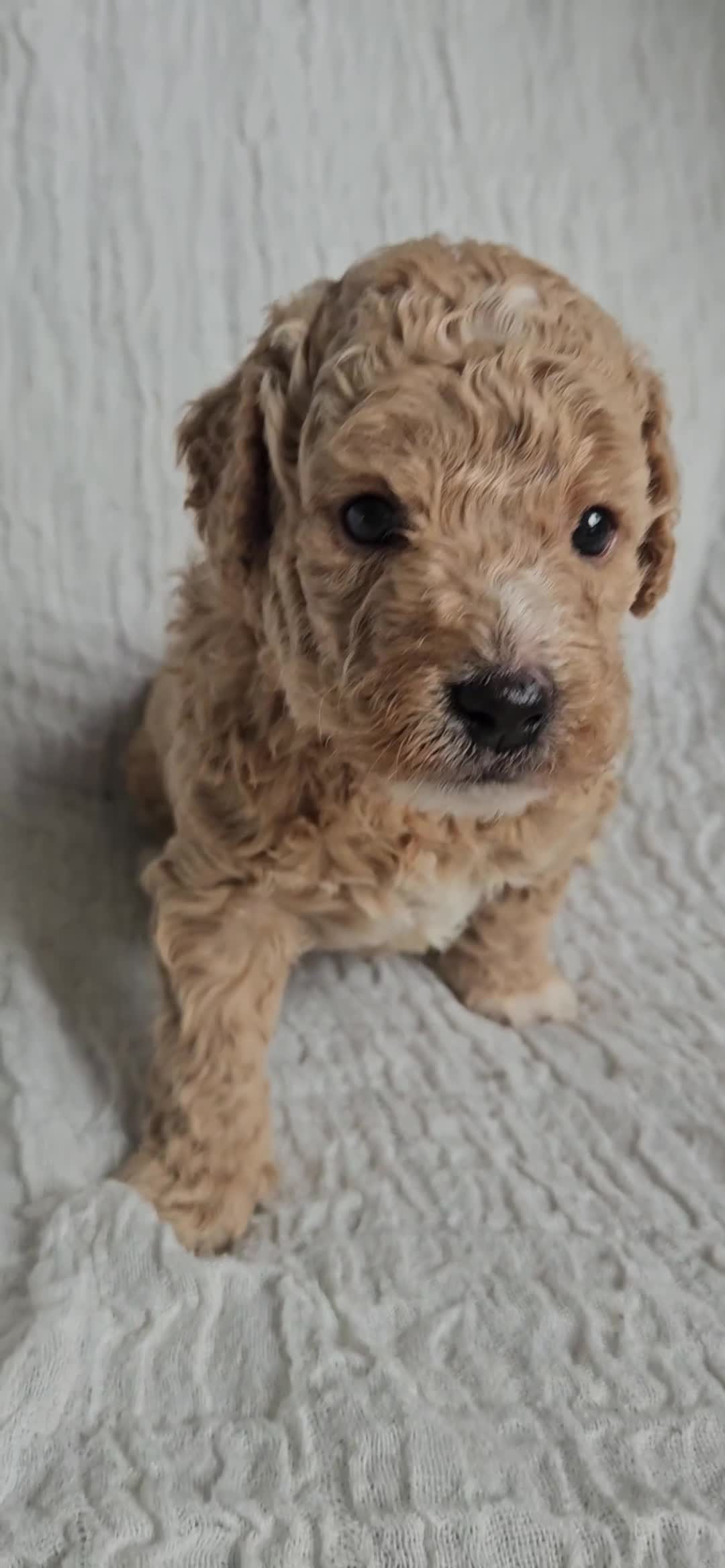 Mini Goldendoodle dogs for sale: 🐾✨ Beautiful Toy Goldendoodle Puppies  ✨🐾 - Video 2