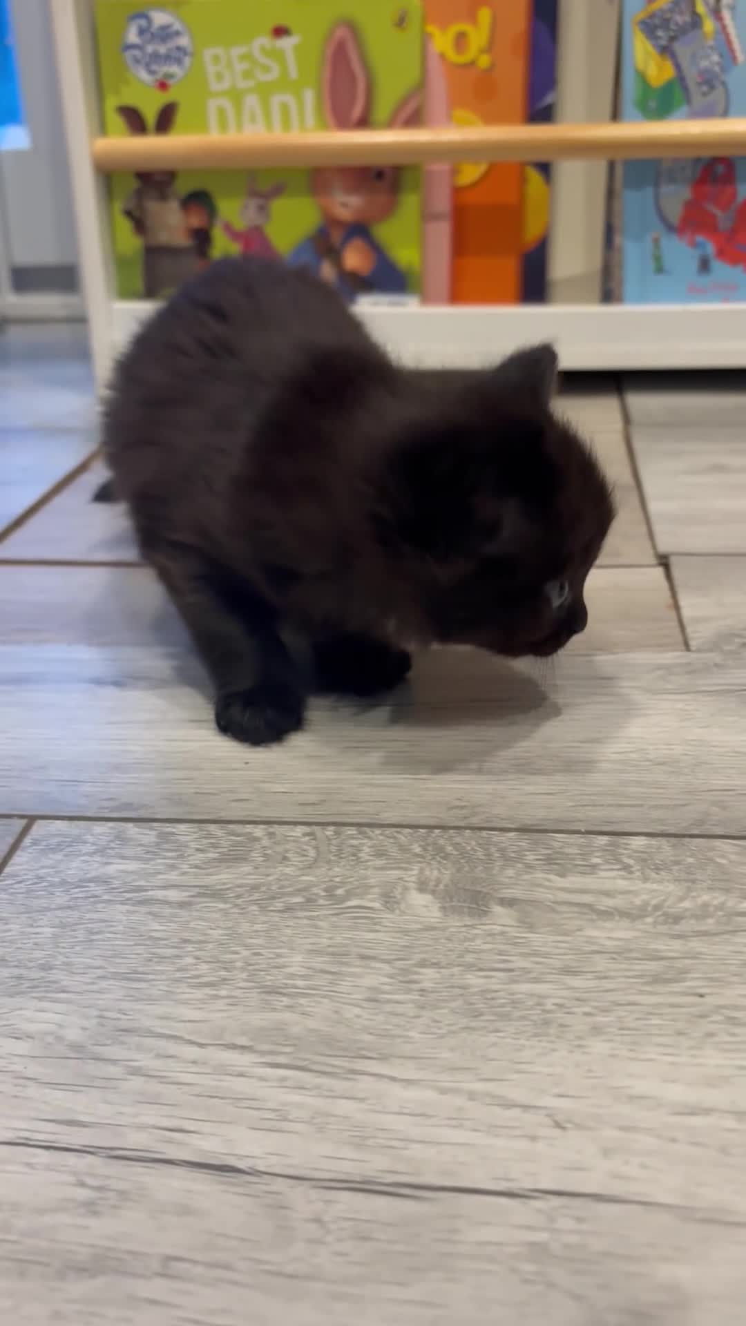 Mixed Breed cats for sale: Kittens for sale - Video 1